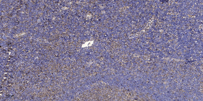 DDA1 rabbit pAb