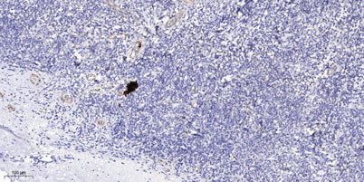 DB134 rabbit pAb