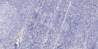 DB133 rabbit pAb