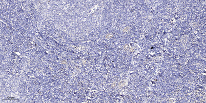 DB132 rabbit pAb