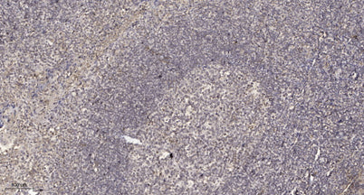 DB123 rabbit pAb