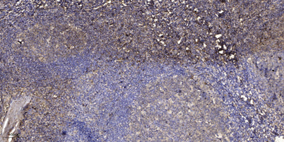 DB114 rabbit pAb