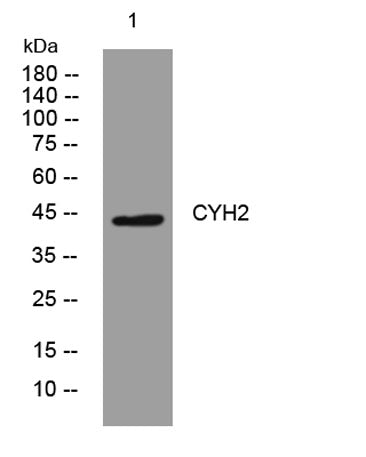 CYH2 rabbit pAb