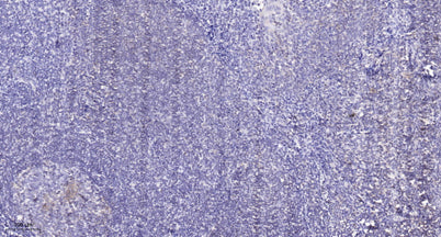 CX068 rabbit pAb