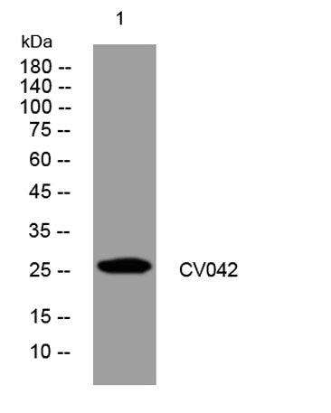 CV042 rabbit pAb