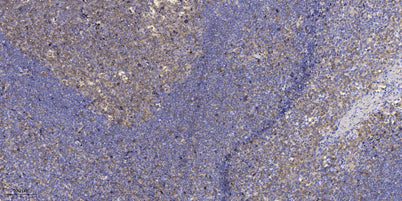 CU082 rabbit pAb