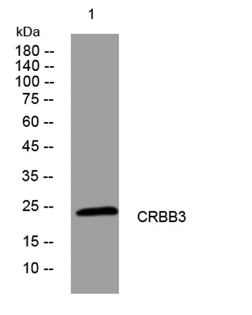 CRBB3 rabbit pAb