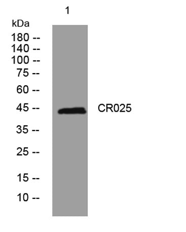CR025 rabbit pAb
