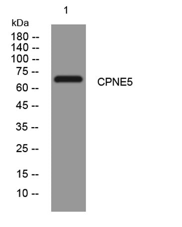 CPNE5 rabbit pAb