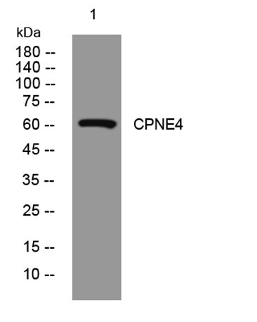 CPNE4 rabbit pAb