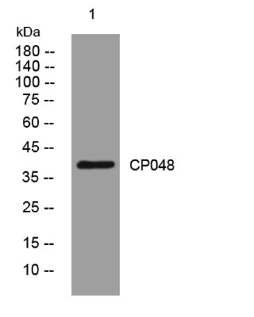 CP048 rabbit pAb