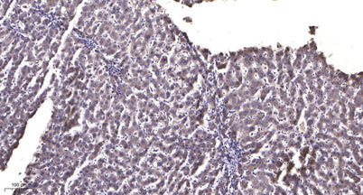 COX6B2 Rabbit pAb