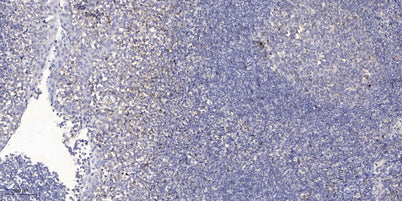 COX16 rabbit pAb