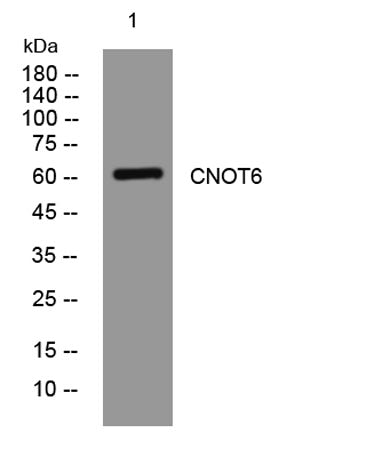 CNOT6 rabbit pAb