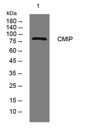 CMIP rabbit pAb