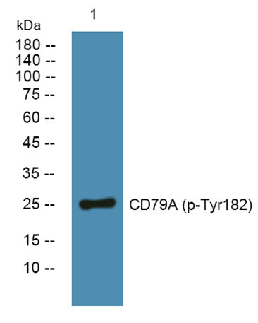 CD79A (phospho-Tyr182) rabbit pAb