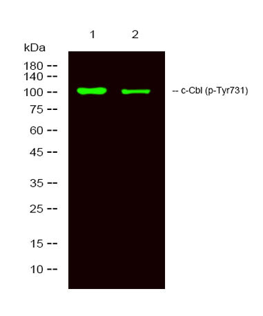 c-Cbl (phospho-Tyr731) rabbit pAb
