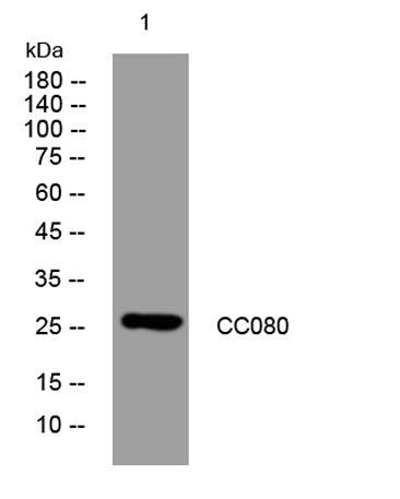CC080 rabbit pAb