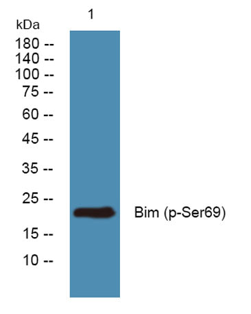 Bim (phospho-Ser69) rabbit pAb