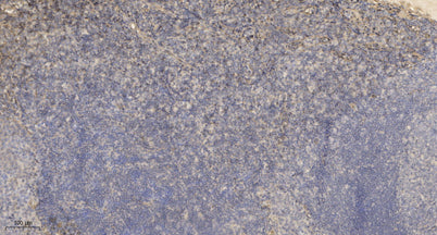 Beta-defensin 4A Rabbit pAb
