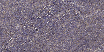 Beta-defensin 1 Rabbit pAb