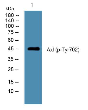 Axl (phospho-Tyr702) rabbit pAb