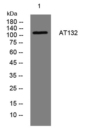 AT132 rabbit pAb