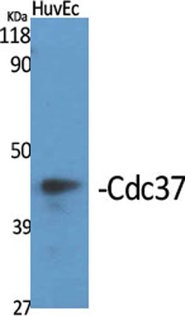 Cdc37 rabbit pAb