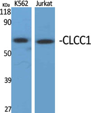 CLCC1 rabbit pAb