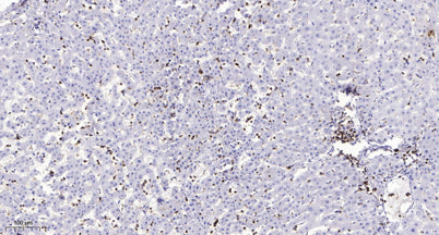 MMP13 (Cleaved-Tyr104) rabbit pAb