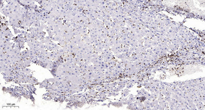 MMP19 (Cleaved-Tyr98) rabbit pAb