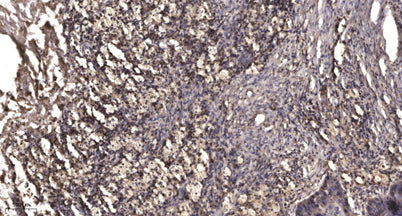 MMP20 (Cleaved-Tyr108) rabbit pAb
