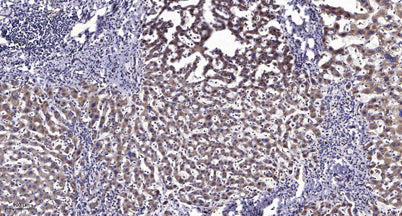 MCFD2 (Cleaved-Glu27) rabbit pAb