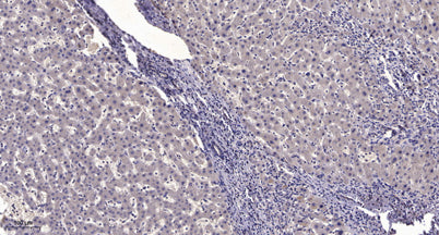 NF-κB p105 (Cleaved-Thr434) rabbit pAb