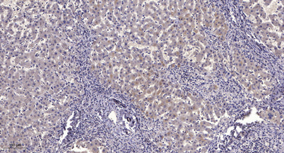 NF-κB p105 (Cleaved-Gly433) rabbit pAb