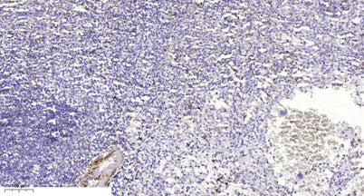 KLF13 (Acetyl Lys166) rabbit pAb