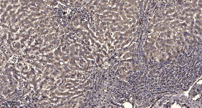 Ku-70 (Acetyl Lys338) rabbit pAb