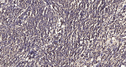 MYH-pan (Acetyl Lys505) rabbit pAb