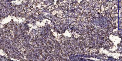 Sp1 (Acetyl Lys703) rabbit pAb