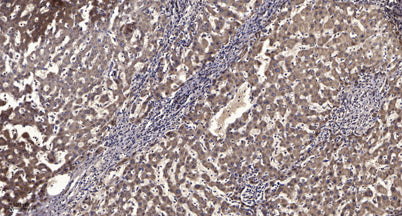 Sp3 (Acetyl Lys551) rabbit pAb