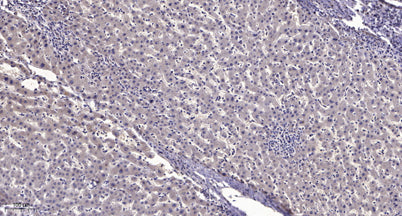 NF-κB p105 (Phospho Ser903) rabbit pAb