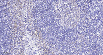 RBL2 (Phospho Ser952) rabbit pAb