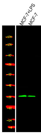 Cyclin D1 (Phospho Ser90) rabbit pAb