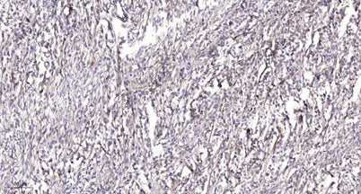 Smad2 (Phospho Ser245) rabbit pAb