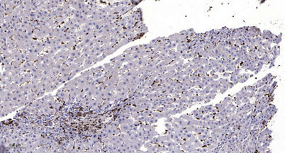 MLK3 (Phospho Thr277+Ser281) rabbit pAb