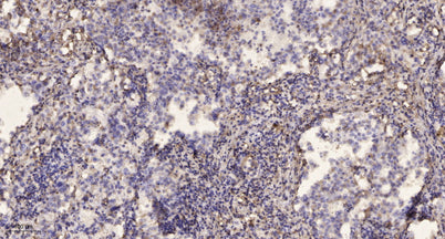 Kinesin-like Protein KIF1C (Phospho Ser1092) rabbit pAb