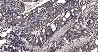 Met (Phospho Tyr1235) rabbit pAb