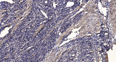 JAK3 (Phospho Tyr981) rabbit pAb