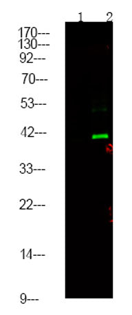 CtBP1/2 (Phospho Ser158/164) rabbit pAb