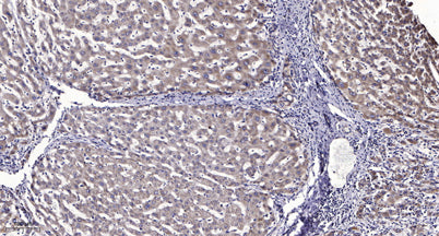 LRP6 (Phospho Thr1479) rabbit pAb